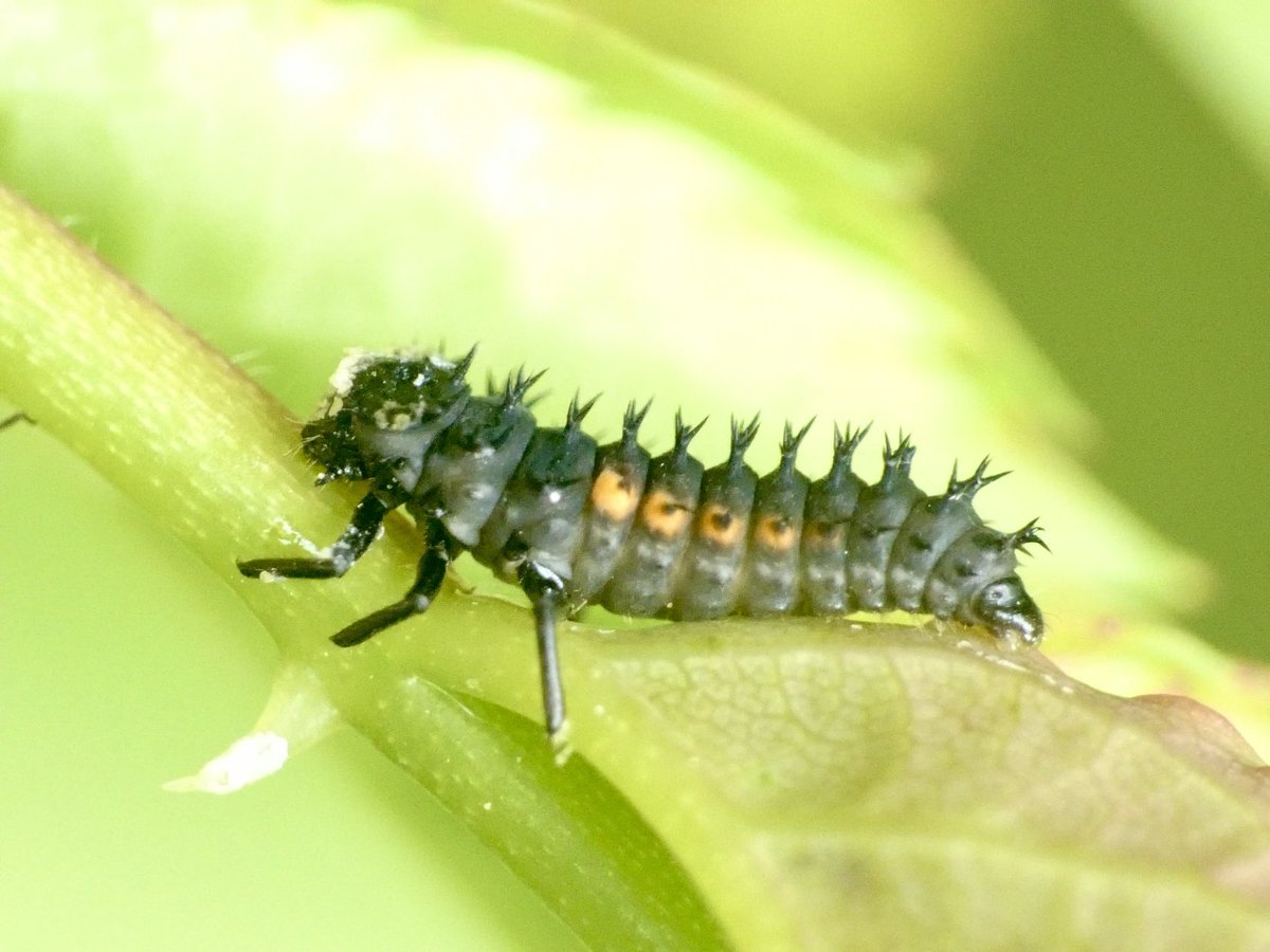 GaryWVC76's tweet image. Is this early instar Harlequin, before the orange markings are fully formed? Very small, in a Glasgow garden.
⁦@bugmanjones⁩ ⁦@Coleopterist⁩