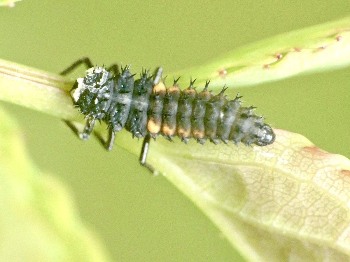 GaryWVC76's tweet image. Is this early instar Harlequin, before the orange markings are fully formed? Very small, in a Glasgow garden.
⁦@bugmanjones⁩ ⁦@Coleopterist⁩