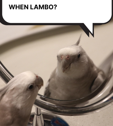 Echo test complete - vibes confirmed bullish. Sound off with a squawk if you’re aboard. 📢🦜 $MIRKO