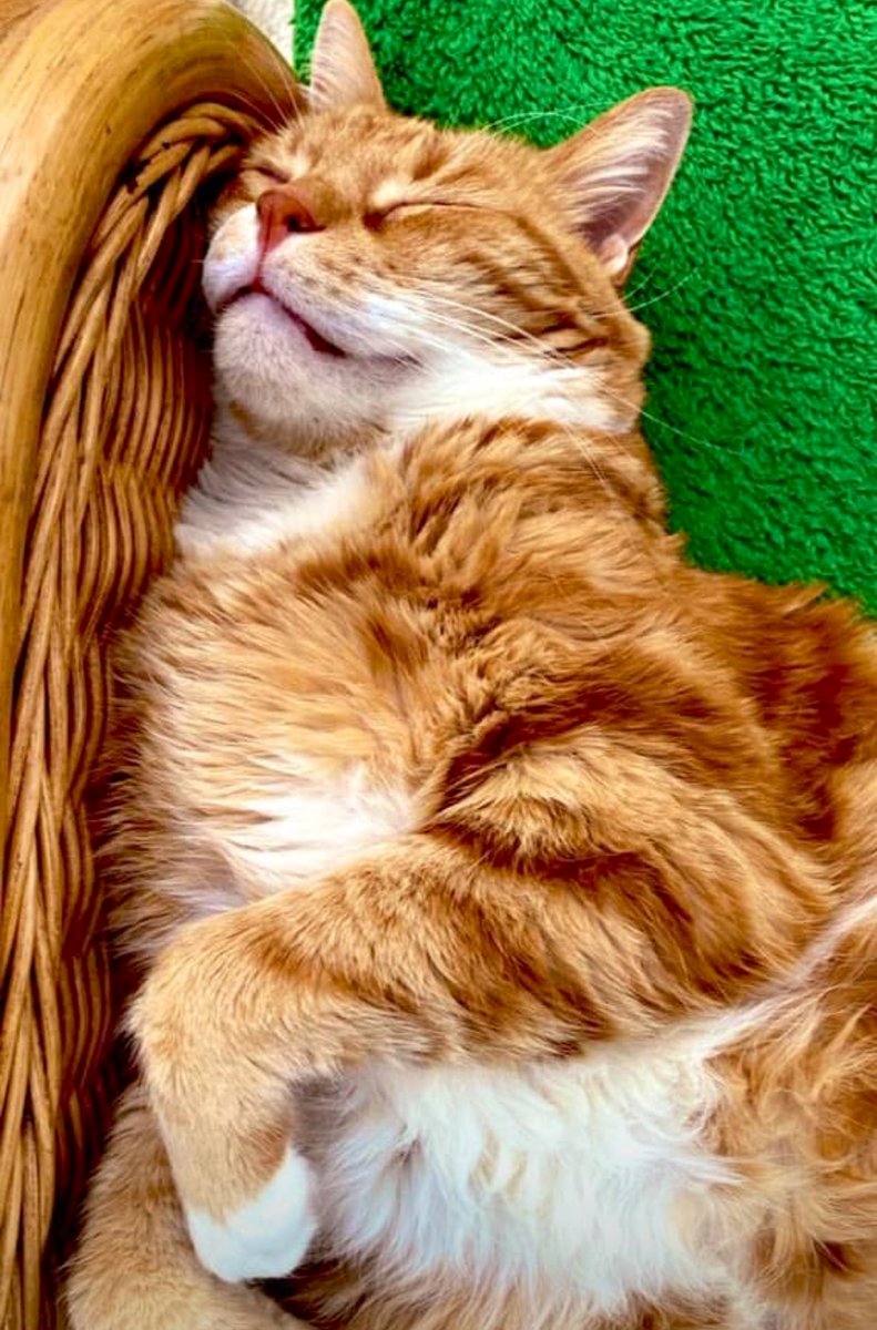 Rusty❤️❤️. 🌈  #ThrowbackThursday