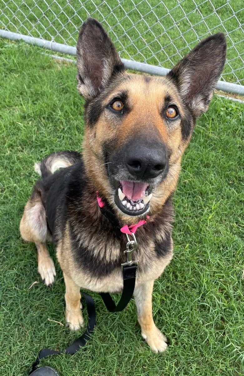 MAMACITA #A381326 2yo,51lbs of unconditional love!
Gorgeous #GermanShepard just look at the intelligence in her beautiful face &amp; eyes!
She is a RADIANT☀️sweetheart so full of life &amp; love, playful,well mannered 
PLZ #ADOPT #FOSTER OR #PLEDGE TO ATTRACT A RESCUE🛟 #CorpusChristi