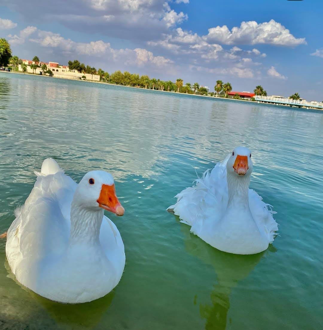 🤍🦢