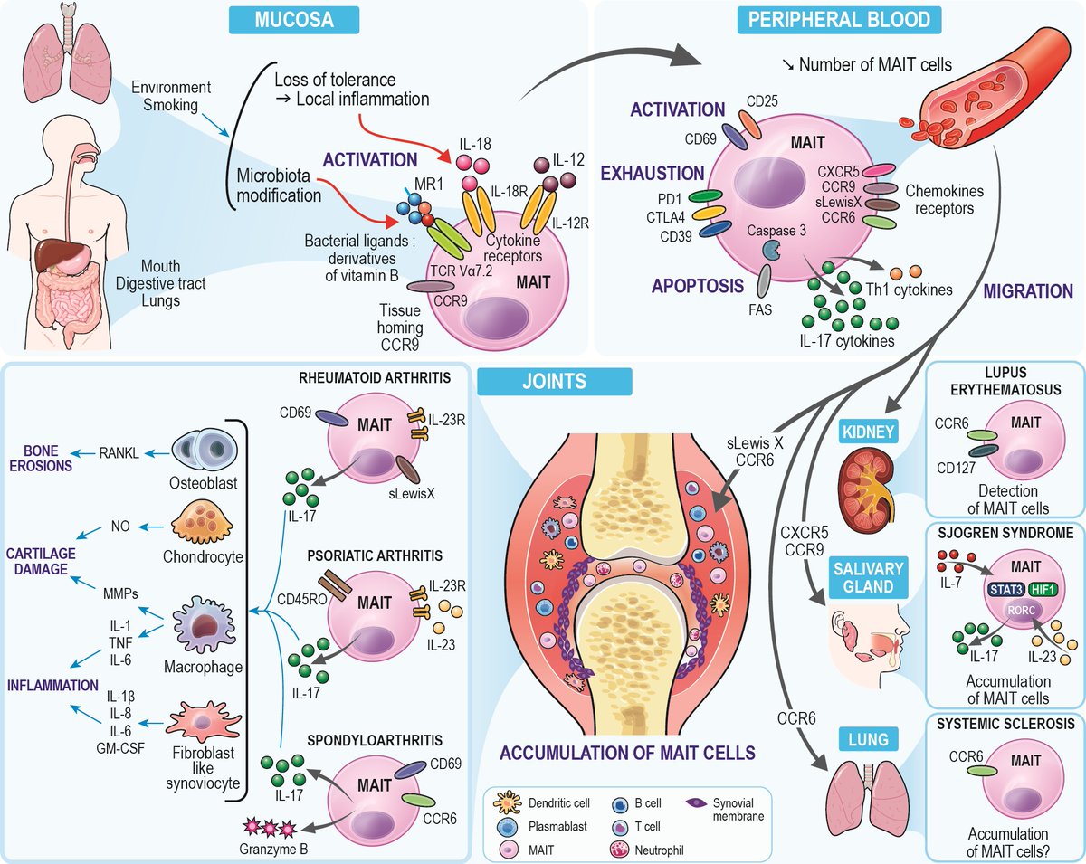Mucosal-associated invariant T cells (MAIT) in rheumatologic disorders

MAIT cells are abundant in mucosal tissues, allowing them to interact with the microbiota. They can be activated through various means: either by TCR engagement, where vitamin B derivatives are presented by