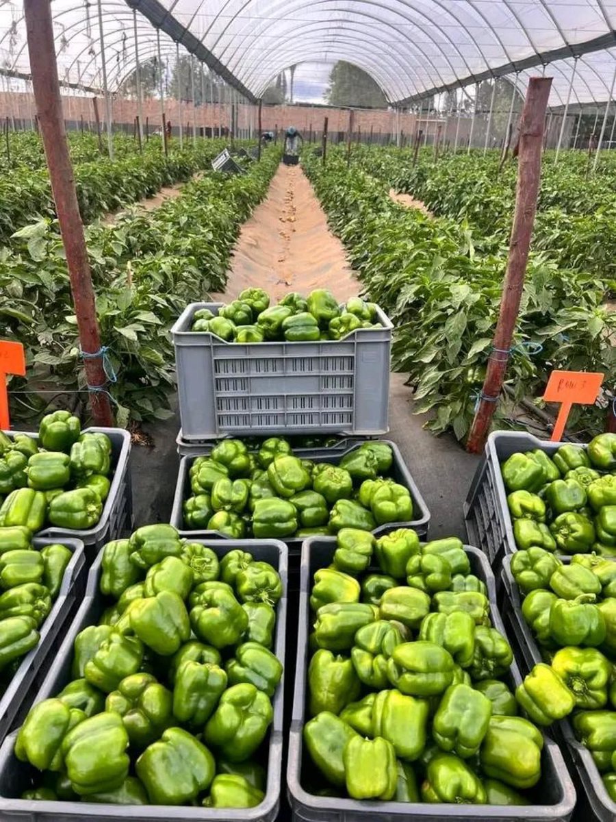 As a farm business owner, consider visiting other farmers to broaden your knowledge and exchange experiences. This allows you to observe different techniques, try out new strategies and learn from other farmers' successes and failures.