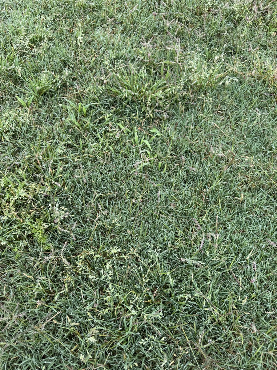 Poa and crabgrass oh my. One of the many difficulties of managing weeds in TN.