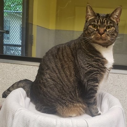 Meet Honey, this week's beautiful adoptable FURSDAY Pet of the Week <a href="/GreenhillHumane/">Greenhill Humane</a>! She's a super sweet cuddler &amp; loves to play with toys. Learn more about Honey @ bit.ly/43Huf4L &amp; meet her at Greenhill today! ~ <a href="/ChaddAndKristi/">Chadd And Kristi Radio</a> #cats #petadoption #catadoption