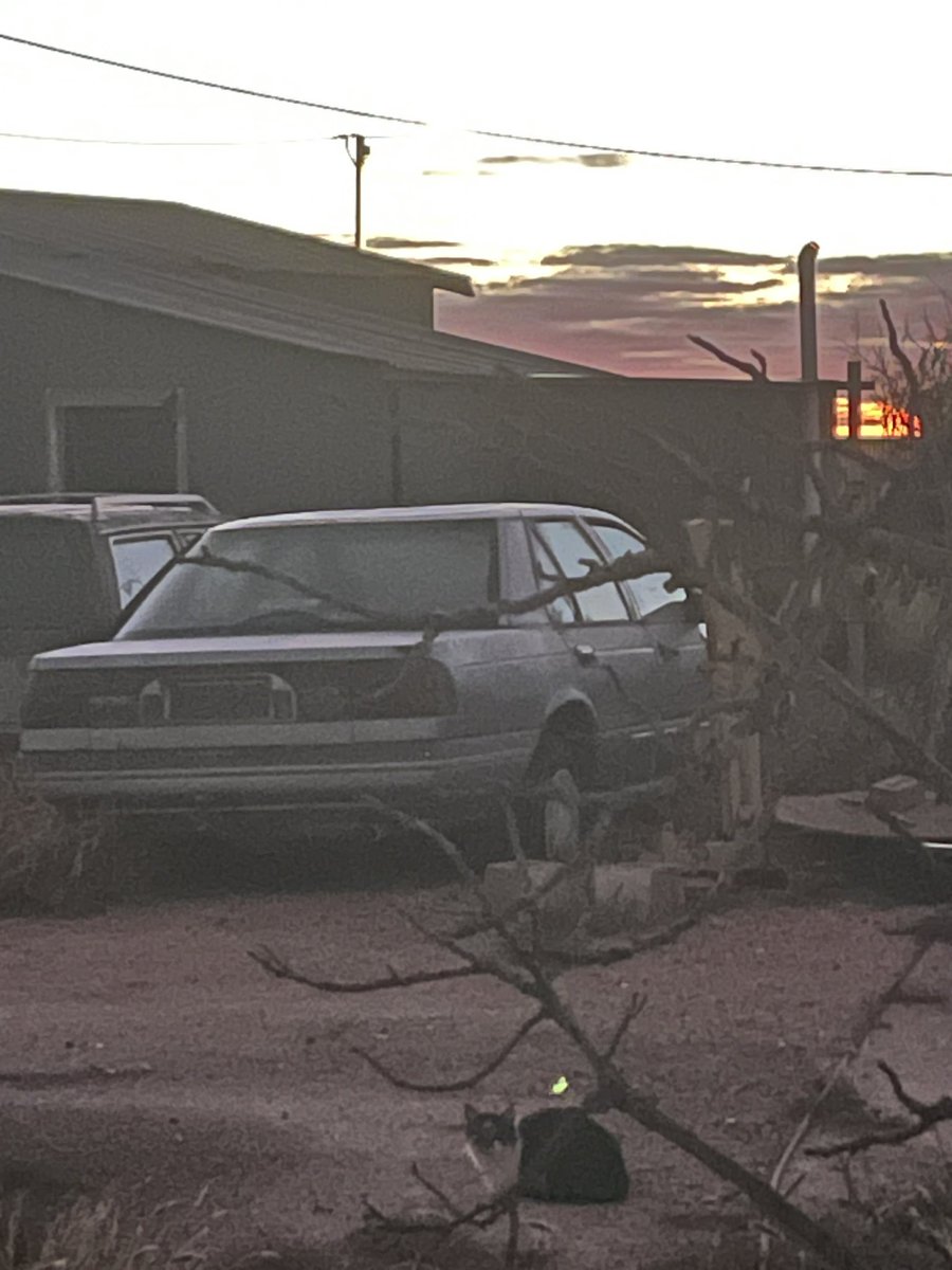 I may have a katz wanting to live with me, I’ll feed them for work if they trust me enough. This feral cat has been hanging about the abandoned part of my house clearing it of mice which is nice.