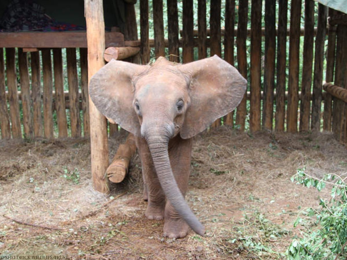 SheldrickTrust's tweet photo. Twelve years ago, Arruba was found alone and distressed near Aruba Dam in Tsavo East National Park: She'd somehow found herself stuck behind a newly erected fence. It's unknown how long she'd been there, but on being alerted by KWS our team travelled up from Voi to rescue her, where she spent the night before being flown to our Nairobi Nursery for specialist care.

10 years ago she graduated to our Voi Unit, and today she is living wild in Tsavo East - the place of her birth. Arruba continues to visit us and was recently seen — with her good friends Mudanda and Rorogoi — looking heavily pregnant. We have everything crossed that she will soon join our growing list of wild-living orphan mums.

From a trapped calf to a future matriarch — what a journey it will be: https://t.co/x3h1fcG57O 

#Rescueversary