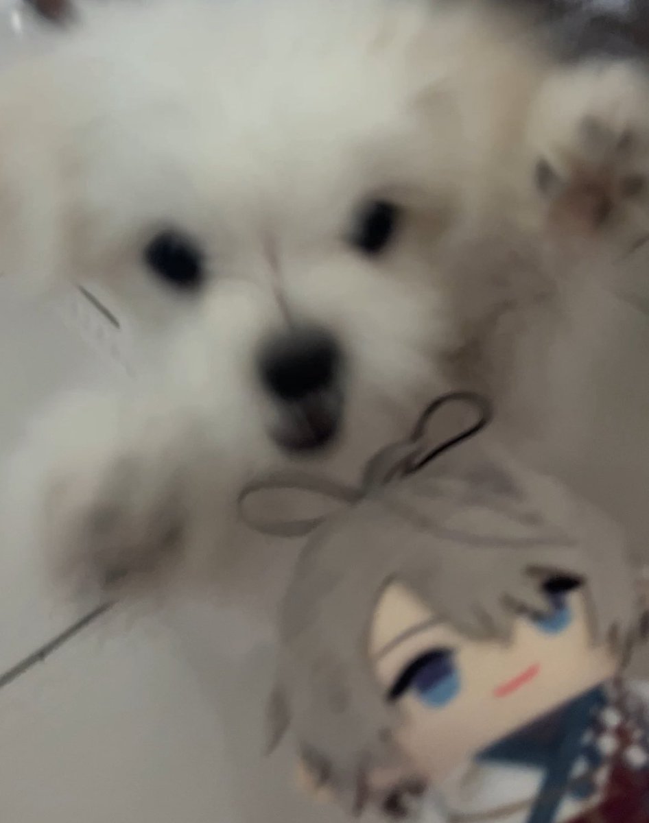 su_yo_c's tweet photo. マルチーズのるみちゃんです！🐶🐾もうすぐ5ヶ月！
ほんとに可愛すぎて、毎日癒されてる🫶🏻
甲斐田さんのことめっちゃ好きそう……？

#にじロイヤルカナン #トキメキshot https://t.co/A7JR9skzgl