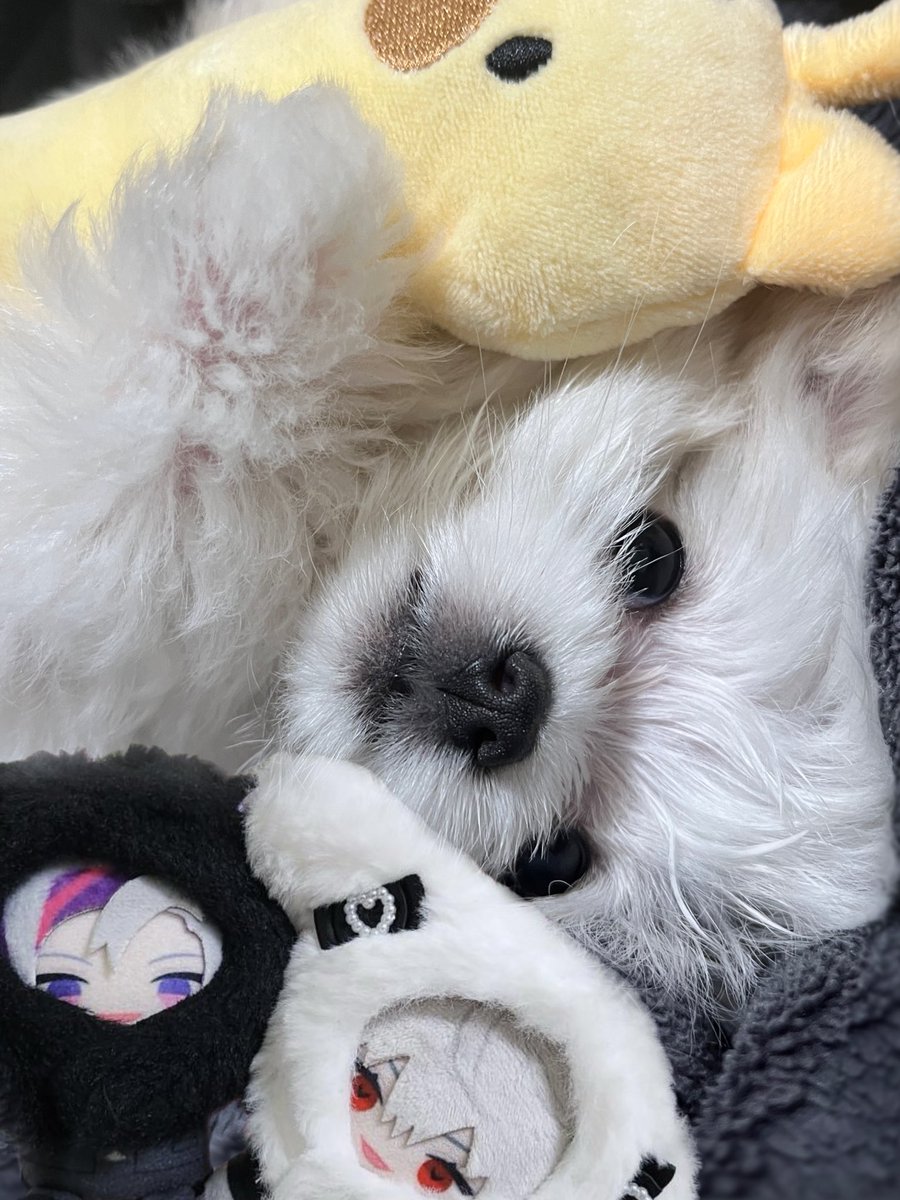 su_yo_c's tweet photo. マルチーズのるみちゃんです！🐶🐾もうすぐ5ヶ月！
ほんとに可愛すぎて、毎日癒されてる🫶🏻
甲斐田さんのことめっちゃ好きそう……？

#にじロイヤルカナン #トキメキshot https://t.co/A7JR9skzgl