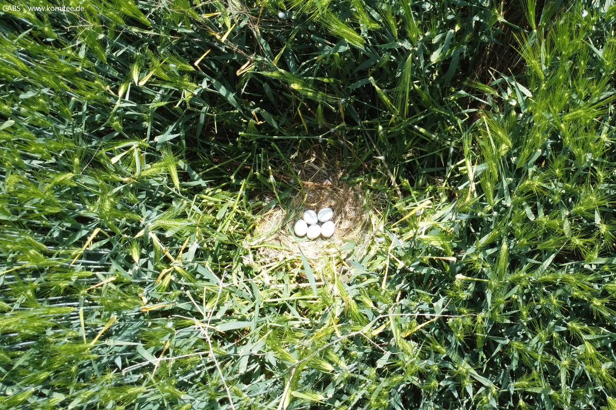 CABS_REPORTS's tweet image. 3/3

This May, we used a drone to locate six Marsh Harrier nests &amp;amp; one Montagu's Harrier nest. 

Several other fields in which the birds have probably not yet laid eggs are still under observation. This year is the first time that the Postcode Lottery has sponsored the campaign.