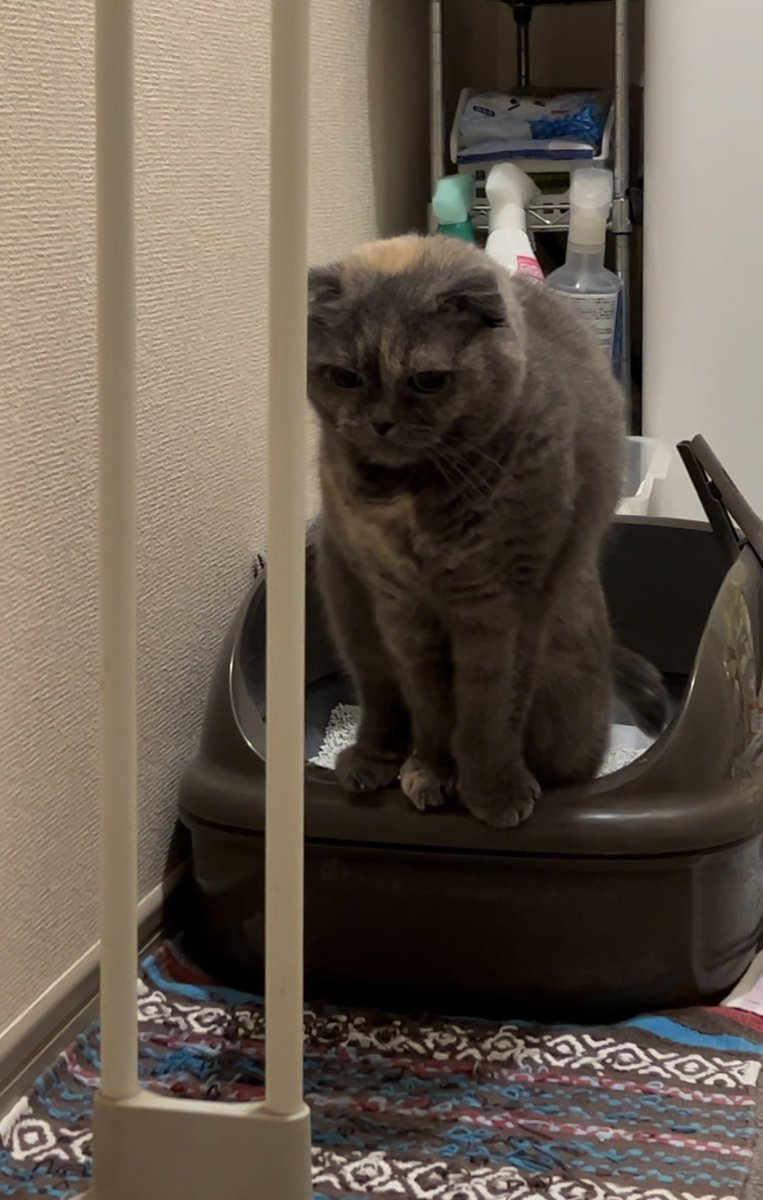 chipi_______'s tweet photo. #猫のうんこ顔選手権 https://t.co/vdS0OU06Hz