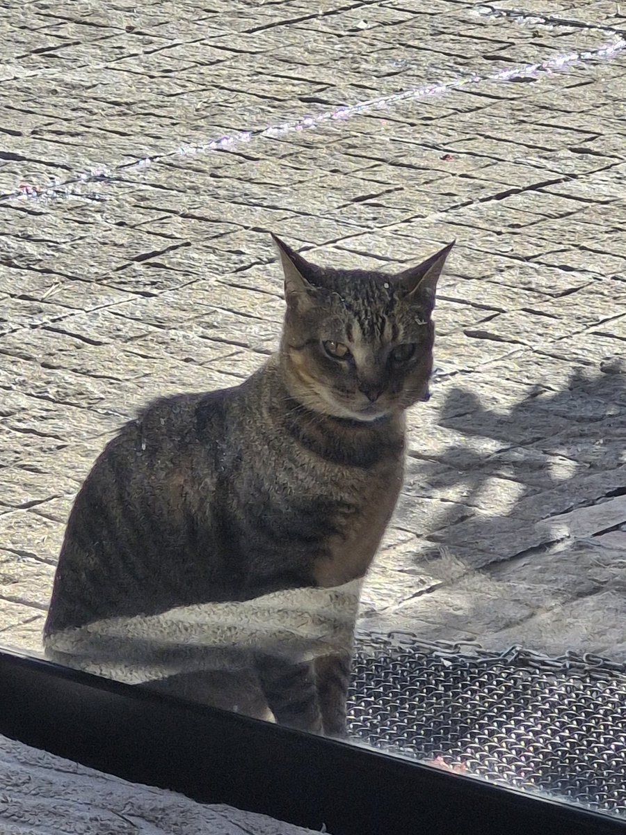 La ñata contra el vidrio...