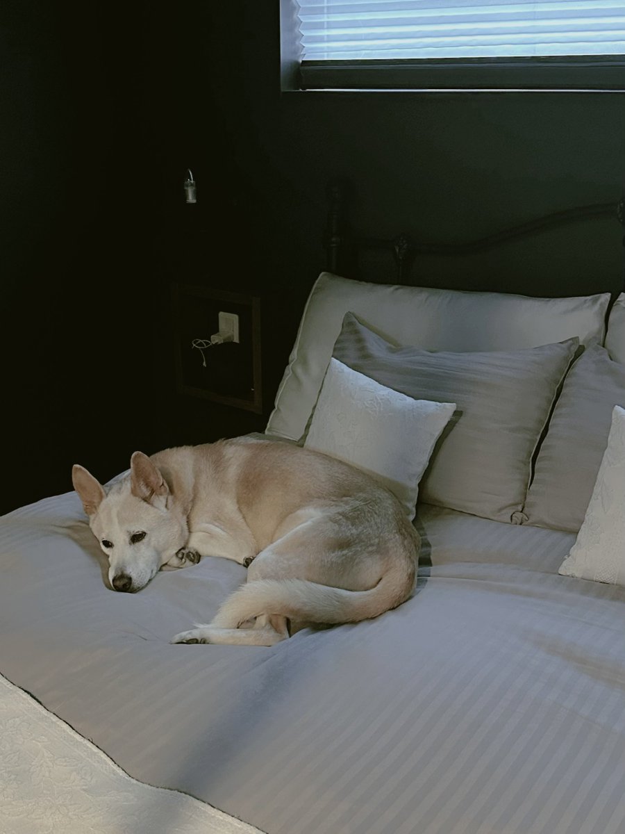 本日の夕方６時。外はまだ明るいのに、もう寝室に入り込んで寝る準備をしていた柑奈ちゃんです（由） #1日23時間くらい寝てるのでは