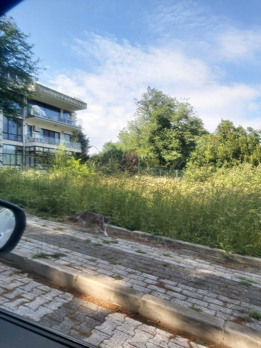Onur Işıklar (@baskanonur) on Twitter photo 📍Mehpare Başaran Sok. Manolya Apt. Çevresindeki otların , yangın önlemi amacıyla biçilmesi konusunda yardimlarinizi rica ederiz <a href="/uskudarbld/">Üsküdar Belediyesi</a> <a href="/sdedetas/">Sinem Dedetaş</a> 📍Mehpare Başaran Sok. Manolya Apt. Çevresindeki otların , yangın önlemi amacıyla biçilmesi konusunda yardimlarinizi rica ederiz <a href="/uskudarbld/">Üsküdar Belediyesi</a> <a href="/sdedetas/">Sinem Dedetaş</a>