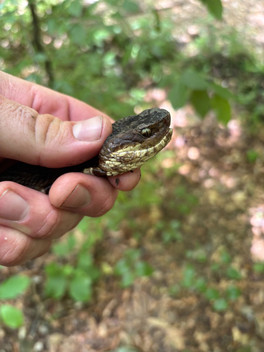 Cory Barnes tweet media