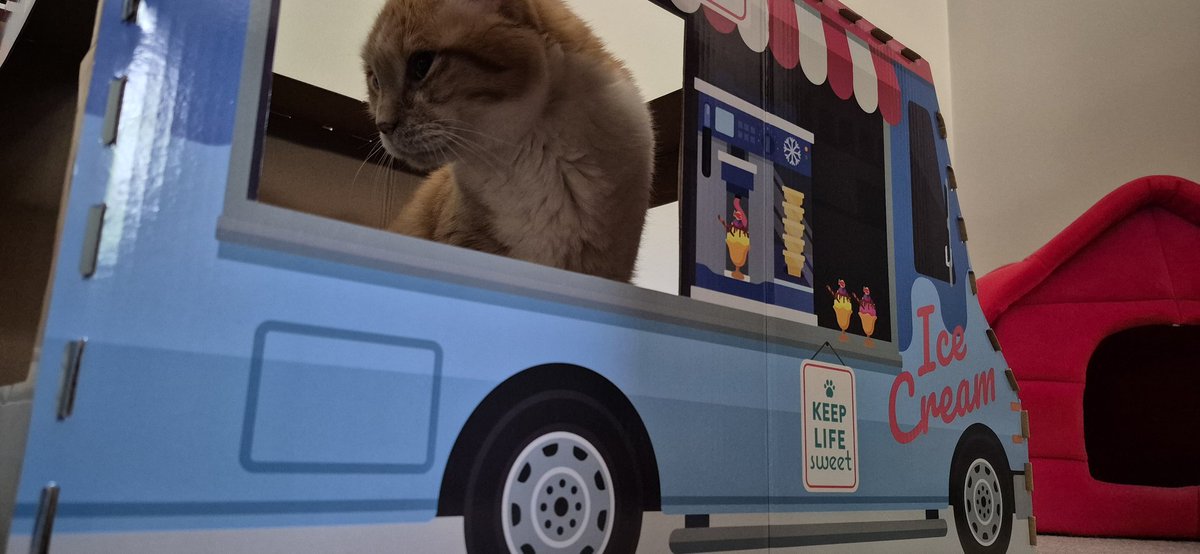 I've taken on the second shift in the ice cream truck that I share with <a href="/TheCatHiggins/">Higgins (The Evil One)</a>. Today's special flavor is "Mint Cat Nip"
#Cats #CatsofTwittter #TabbyCat #OrangeCat #GingerCat