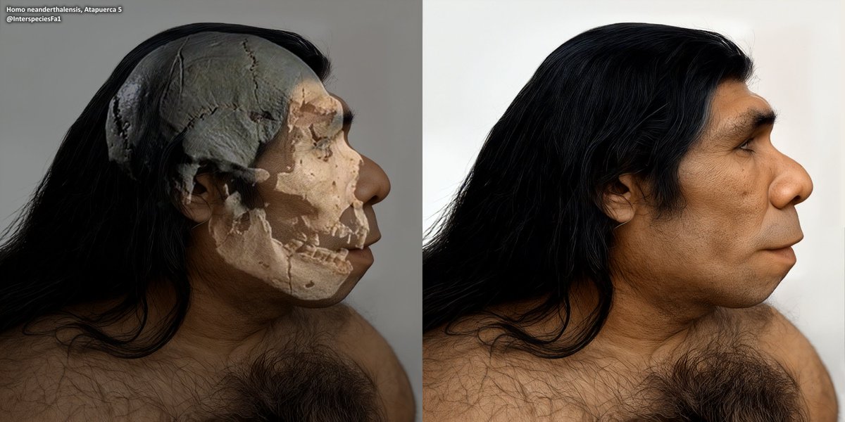 Facial Approximation based on Atapuerca 5, a Homo heidelbergensis, or primitive neanderthal, man from Sima de los Huesos, in the province of Burgos, Spain, dated to approximately 350k-500kya.