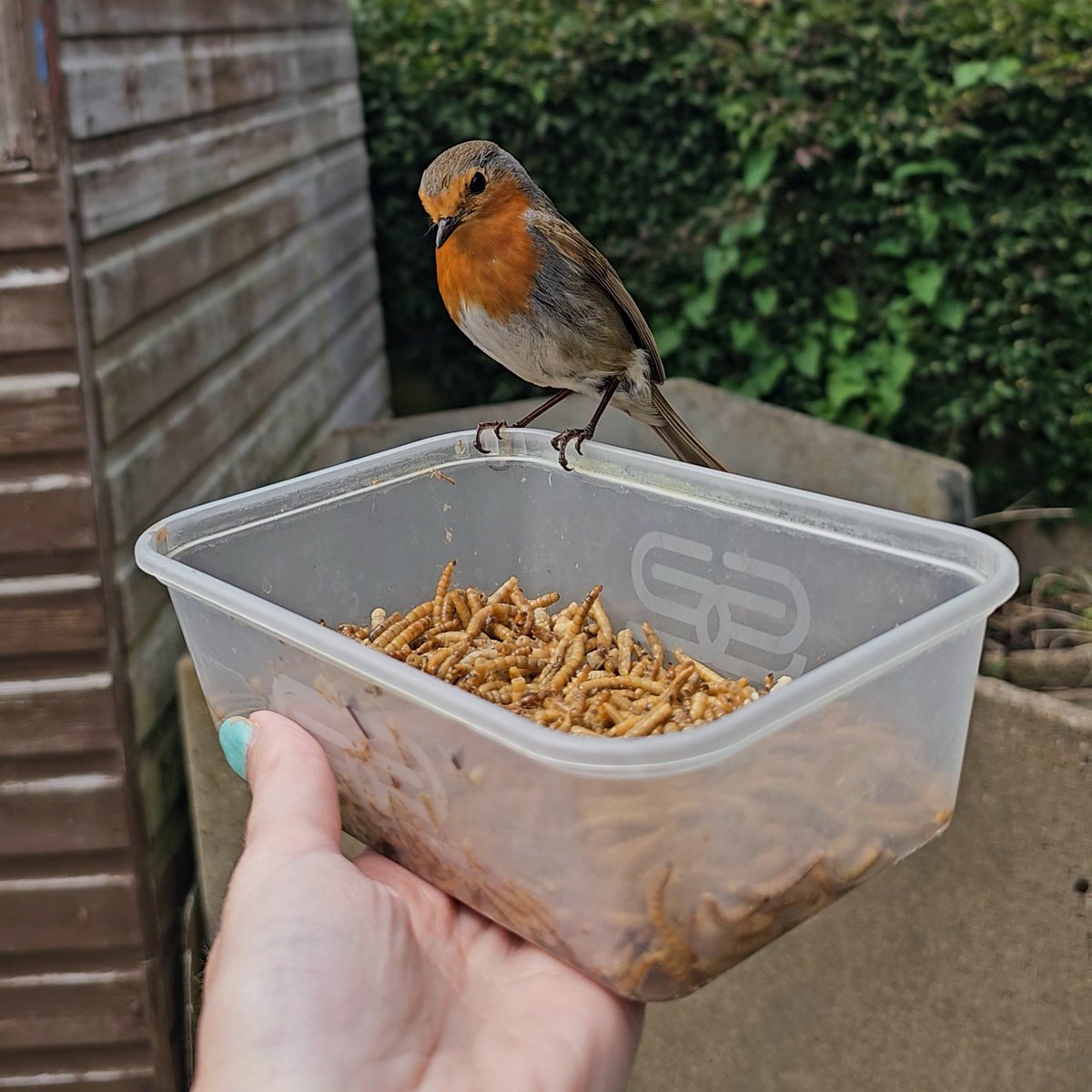 Charlotte ๐ฆ๐งโโ๏ธ (@char_bone) on Twitter photo I've named him George I've named him George