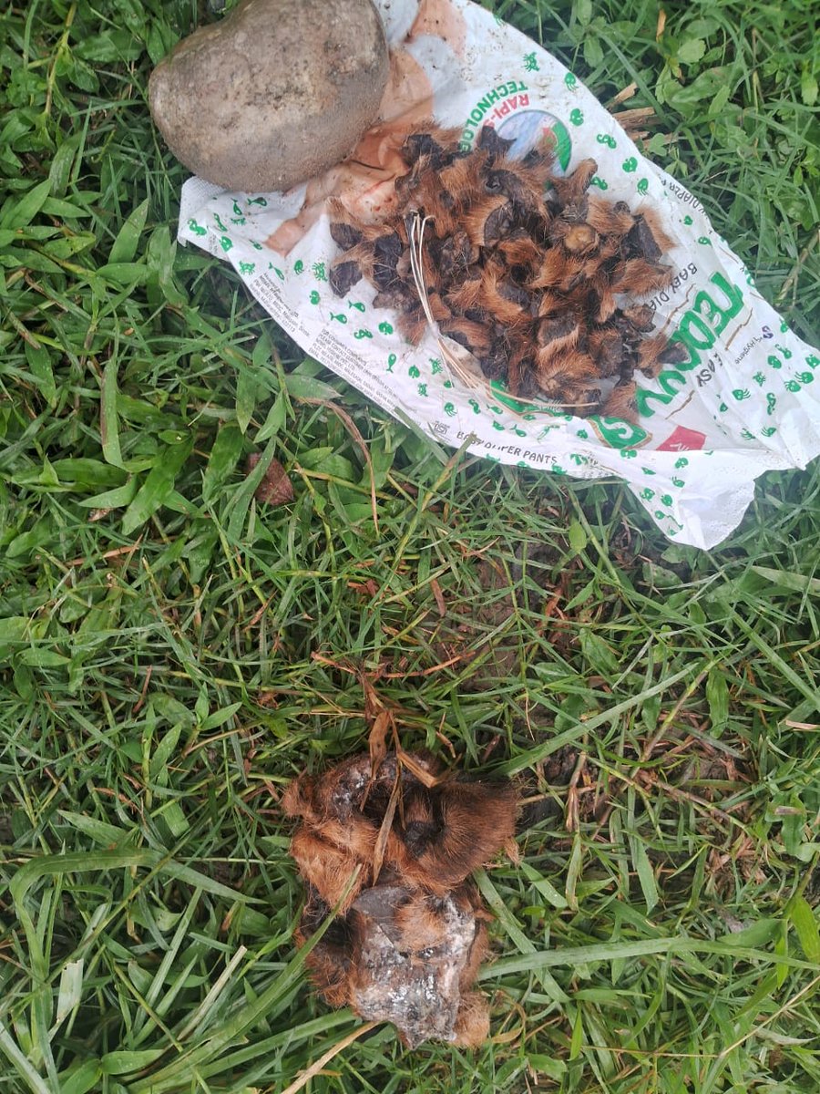 Golaghat Police (@golaghatpolice) on Twitter photo Golaghat Police today recovered several body parts suspected to be of a Royal Bengal Tiger, including a tail, one tooth, seven tufts of facial mane & pieces of skin. Legal action has been initiated
<a href="/assampolice/">Assam Police</a>
<a href="/DGPAssamPolice/">DGP Assam</a>
<a href="/HardiSpeaks/">Hardi Singh</a> Golaghat Police today recovered several body parts suspected to be of a Royal Bengal Tiger, including a tail, one tooth, seven tufts of facial mane & pieces of skin. Legal action has been initiated
<a href="/assampolice/">Assam Police</a>
<a href="/DGPAssamPolice/">DGP Assam</a>
<a href="/HardiSpeaks/">Hardi Singh</a>