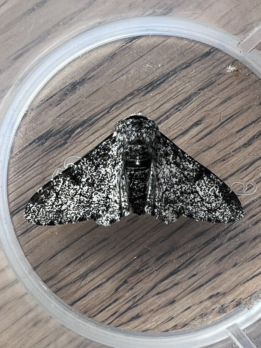 Ruth Newby (@ruth_newby) on Twitter photo Despite overnight downpour and a lot of soggy egg boxes, a good night in the moth trap with Broken-barred Carpet and Argyresthia retinella NFG, & Alder Moth, Elephant H-M, Peppered Moth, Lychnis, Spectacle, Mottled & Green Pugs among the 11 NFY. <a href="/pmandrews1973/">Phil Andrews</a> Despite overnight downpour and a lot of soggy egg boxes, a good night in the moth trap with Broken-barred Carpet and Argyresthia retinella NFG, & Alder Moth, Elephant H-M, Peppered Moth, Lychnis, Spectacle, Mottled & Green Pugs among the 11 NFY. <a href="/pmandrews1973/">Phil Andrews</a>