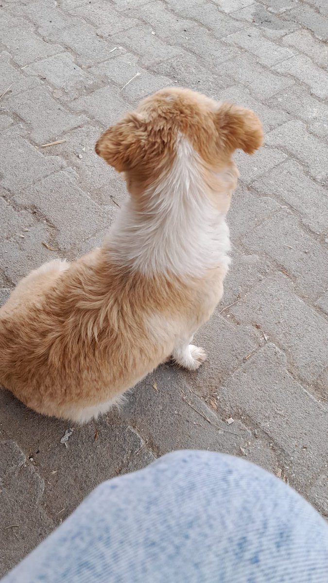 Aylar oldu
Okullar kapanacak 
Yaz tatilinde bütün öğrenciler memleketlerine gidecek 
Aylardır paylaşıyorum bir köpeği korumaya almak bu kadar mı zor? Burdur’da hiçbir yer bilmiyorum. 
Oradaki aktivistler hiçbir şey yapmıyor. Halledeceğiz diyorlar sonra sonuç yok.Hayvan hiç olacak