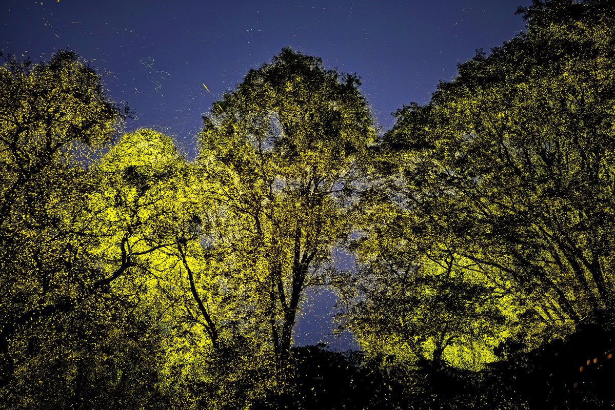 Supriya Sahu IAS (@supriyasahuias) on Twitter photo When millions of fireflies light up the jungles of Anamalai Tiger Reserve
#Fireflies #TNForest as seen from the lens of <a href="/shanmughanandam/">Pravin Shanmughanandam</a> When millions of fireflies light up the jungles of Anamalai Tiger Reserve
#Fireflies #TNForest as seen from the lens of <a href="/shanmughanandam/">Pravin Shanmughanandam</a>