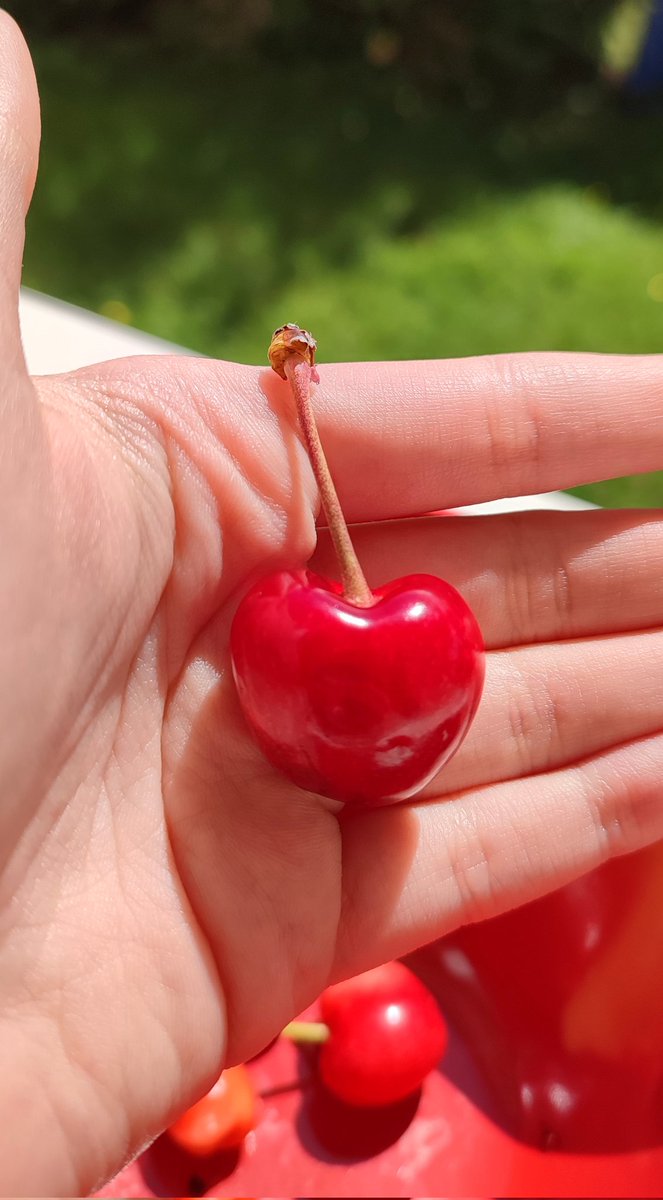 AHennicker's tweet image. Ça y est, les premières cerises du jardin sont là ! 🤤
Les cerisiers sont bien remplis cette année. Rien de tel que de pouvoir cueillir ses propres fruits, directement depuis son jardin !
Vivement les prochaines cueillettes… et les clafoutis maison ! ♥️🍒