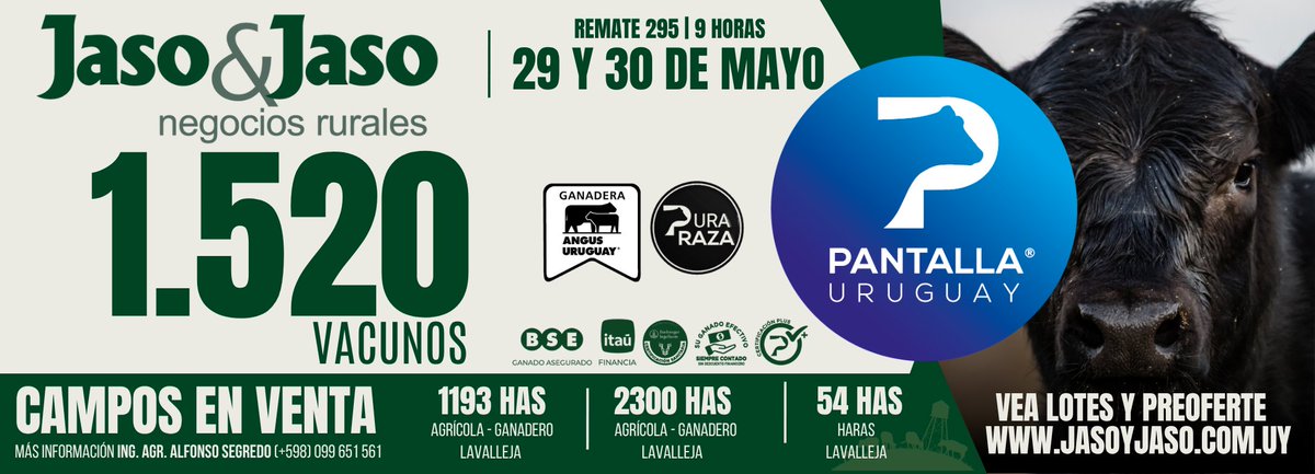 Hoy y mañana 30 de mayo, rematamos 1.520 vacunos en <a href="/PantallaUruguay/">Pantalla Uruguay</a>. 12º Ganadera Angus Uruguay a #PuraRaza. Siga el remate en vivo youtu.be/fmRDUSzO4YE
Vea lotes y preoferte en jasoyjaso.com.uy
#Remate295 #PantallaUruguay #GanaderaAngus #JasoyJaso