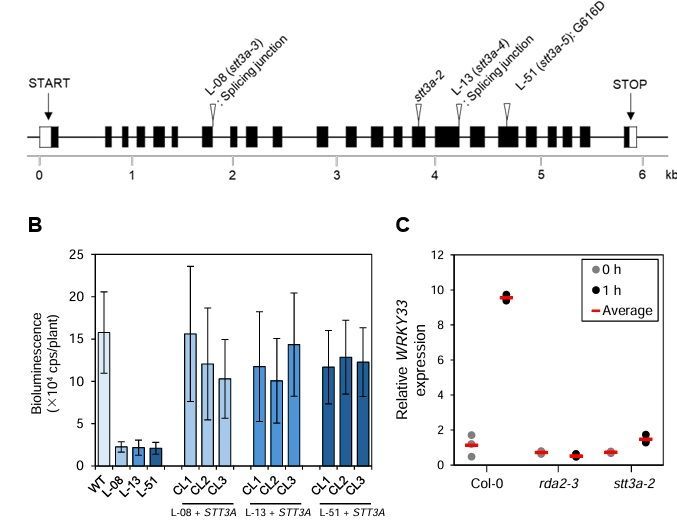 STT3A is required for recognition of pathogen-derived sphingolipids in Arabidopsis 

biorxiv.org/content/10.110… 
♻️