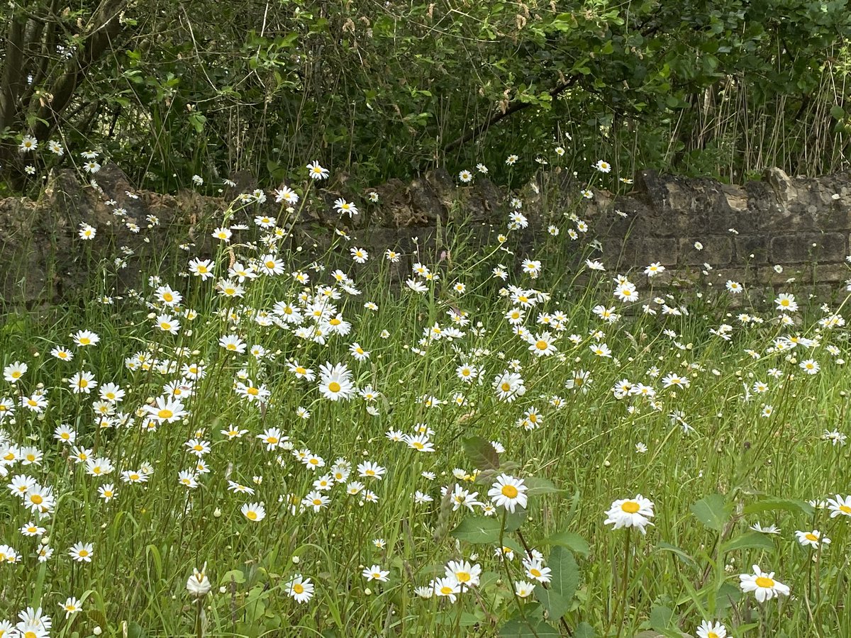 CountrysideNK (@countrysidenk) on Twitter photo Known as Moon, Dog or Ox, whatever you like to call them, the Oxeye Daisies on <a href="/NorthKestevenDC/">North Kesteven District Council</a> Lollycocks Field Local Nature Reserve, Sleaford and Millennium Green, North Hykeham are looking fantastic at the moment <a href="/hillholtwood/">Hill Holt Wood</a> <a href="/heartoflincs/">Heart of Lincs</a> Known as Moon, Dog or Ox, whatever you like to call them, the Oxeye Daisies on <a href="/NorthKestevenDC/">North Kesteven District Council</a> Lollycocks Field Local Nature Reserve, Sleaford and Millennium Green, North Hykeham are looking fantastic at the moment <a href="/hillholtwood/">Hill Holt Wood</a> <a href="/heartoflincs/">Heart of Lincs</a>