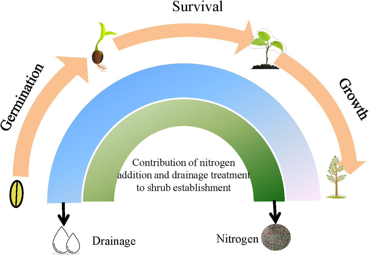 💧Water regime is the primary factor driving the establishment of woody plant seedlings in freshwater marshes. As seedlings mature, nitrogen addition can stimulate their growth, enhancing their ability to encroach upon freshwater marshes👇 
buff.ly/cYKQCpv