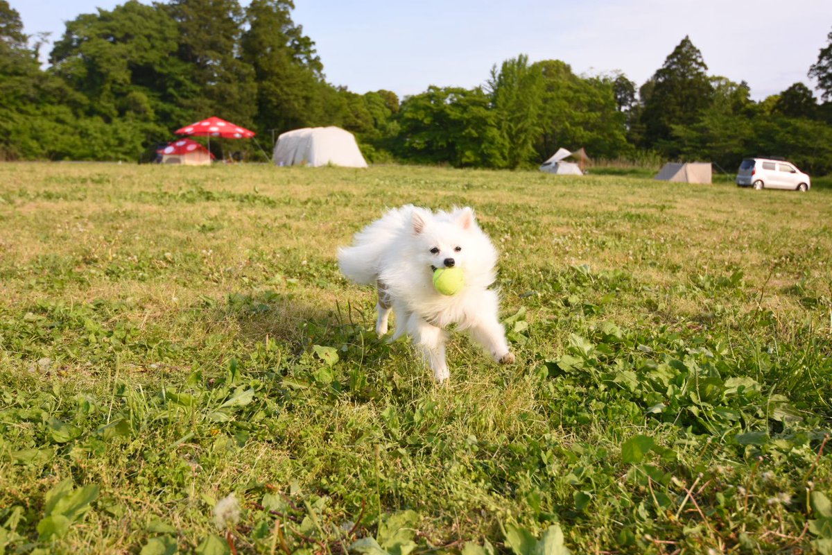 ぽんすけ(ポメラニアン×日本スピッツ) (@ponsuke418) / Posts / X