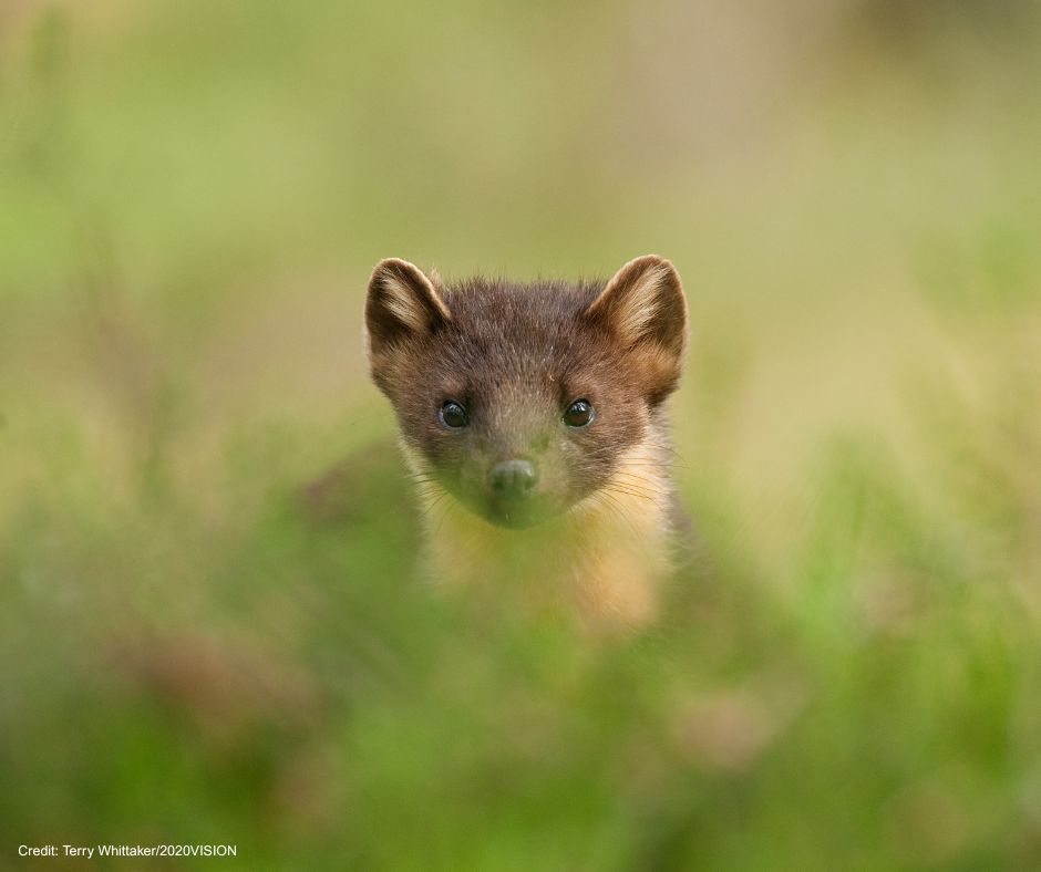 Devon Wildlife Trust (@devonwildlife) on Twitter photo ๐โจ Join storyteller Chris Salisbury to co-create a tale inspired by the return of pine martens to Dartmoor!
๐ Wed 11 June | ๐ 6โ8pm
๐ Newbridge Hill, Newton Abbot
๐ Book here: buff.ly/llBqZ26
#PineMartensBounceBack <a href="/HeritageFundUK/">The National Lottery Heritage Fund</a> <a href="/dartmoornpa/">Dartmoor National Park</a> ๐โจ Join storyteller Chris Salisbury to co-create a tale inspired by the return of pine martens to Dartmoor!
๐ Wed 11 June | ๐ 6โ8pm
๐ Newbridge Hill, Newton Abbot
๐ Book here: buff.ly/llBqZ26
#PineMartensBounceBack <a href="/HeritageFundUK/">The National Lottery Heritage Fund</a> <a href="/dartmoornpa/">Dartmoor National Park</a>
