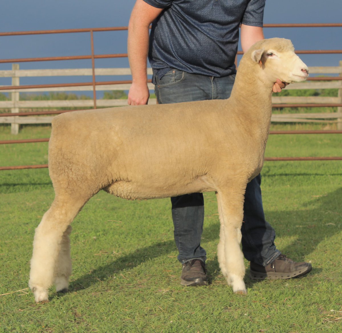 BaaBaaAcres's tweet image. Had a great evening behind the camera capturing some images of these sheep heading to sales this summer. #GoodPicturesMatter #AddingValue