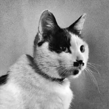 On my birthday, I wish every animal to be free. Every cat in China be free from their abusers and torture. I wish that for ALL animals as well. I wish someday I can live in such a world.
I wish that China WILL finally enact a law that will safe many lives.
#StopChinaCatTorture