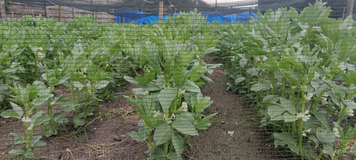 eventhorizon 🦙🌾🐮🚜🏡 tweet media