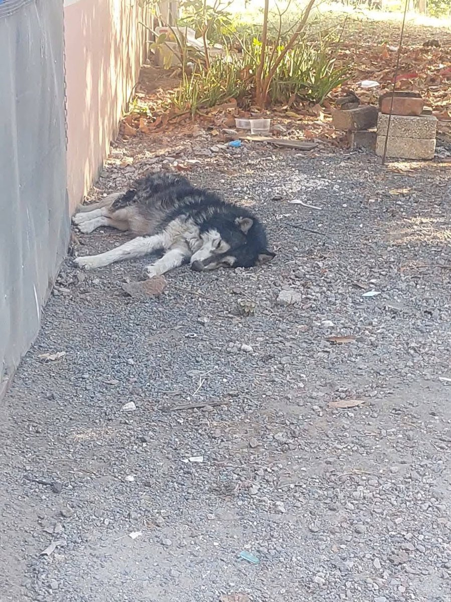 El Husky Siberiano se ha convertido en una de las razas más abandonadas debido a su popularidad en redes sociales y atractivo físico, lo que lleva a muchas personas a adoptarlos sin conocer sus exigencias. 

Son perros con alta energía, inteligencia y necesidades especiales como
