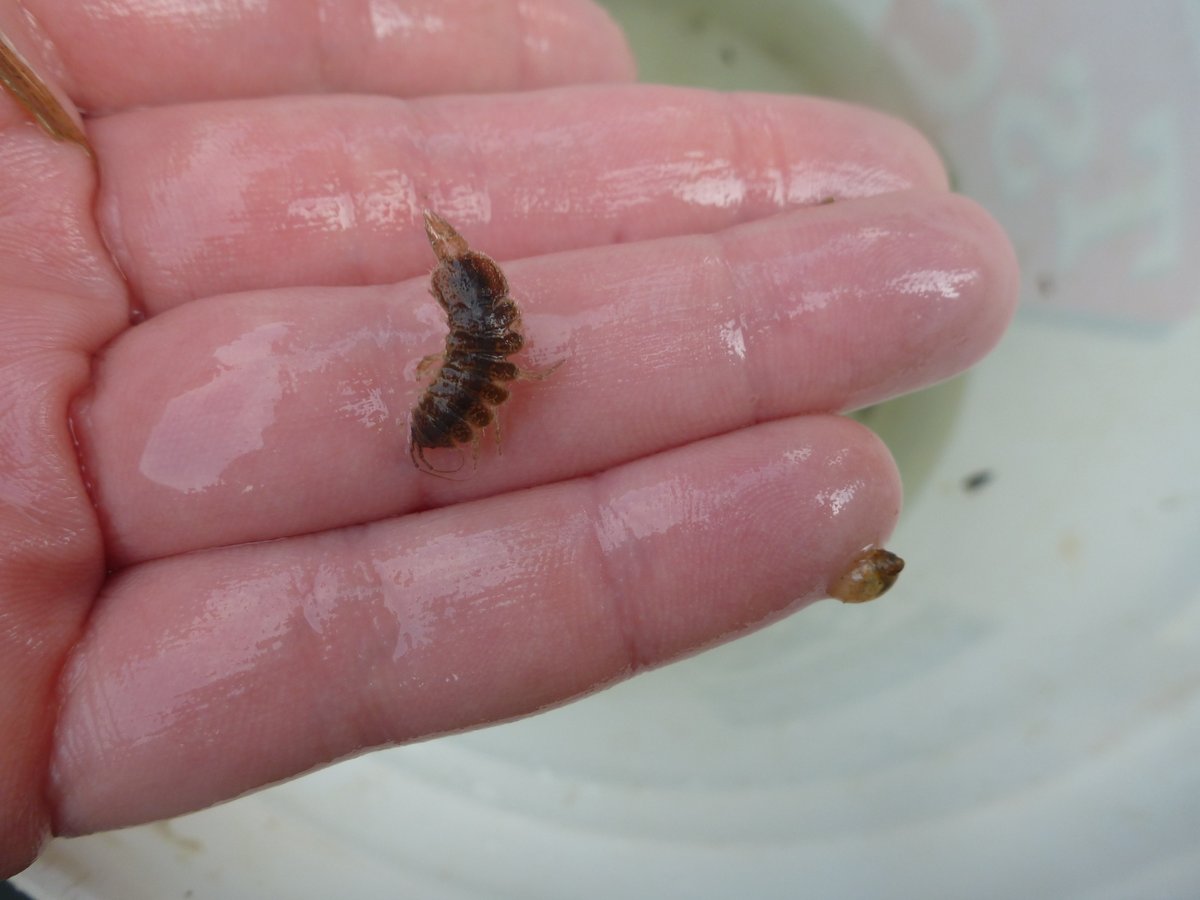 Happy #InternationalDayofPotato! Let's chat about "potato bugs", what Canadians often call pillbugs and sowbugs. #DYK they are not insects? They are crustaceans &amp; actually more closely related to lobsters!

Even though we don't like to see them in our homes, they can benefit soil