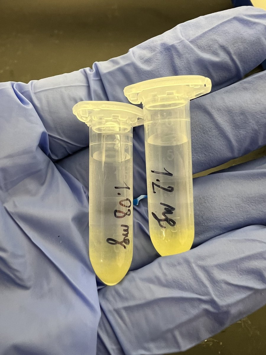 Giutter3's tweet image. Grateful to the @INQUA for supporting further isotopic analysis at Melka Wakena and Gadeb (Ethiopian Highlands) 🌍⛰️🇪🇹Work in progress on the samples preparation at @UConnAnthro… can’t wait for the results!