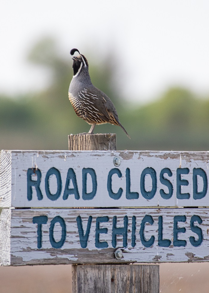 Improvements are coming to the Gray Lodge Wildlife Area in Butte Co. Work is scheduled to begin the week of 6/15, forcing the closure of the auto tour loop, some nearby hiking trails and one viewing hide during construction. For additional information, call (530) 846-7500.