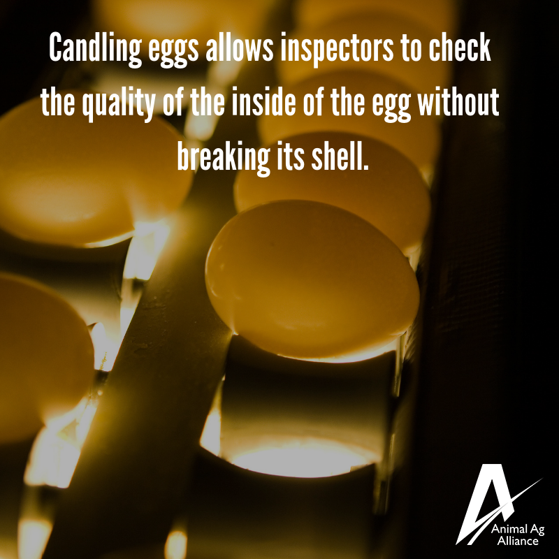 One step in the farm-to-store journey is checking egg quality! One way of doing this is holding eggs up to a light source to check the interior quality without breaking the shell. 🥚 bit.ly/43CpFVe