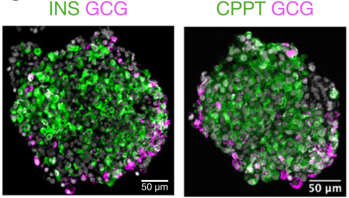 NidheeshDadheech, PhD (@nidheeshdadhich) on Twitter photo I’m thrilled to share our latest publication in
<a href="/Nature_NPJ/">npj Journals</a> : “Scale-up production of human induced pluripotent stem cell-derived islets using Vertical-Wheel® bioreactors.” 
Thanks to all my mentors and co-authors 🙏 
📖 Full paper link: nature.com/articles/s4153… I’m thrilled to share our latest publication in
<a href="/Nature_NPJ/">npj Journals</a> : “Scale-up production of human induced pluripotent stem cell-derived islets using Vertical-Wheel® bioreactors.” 
Thanks to all my mentors and co-authors 🙏 
📖 Full paper link: nature.com/articles/s4153…