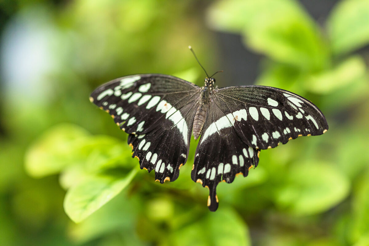 Visit Birmingham & West Midlands (@visit_bham) on Twitter photo Skip the traffic and take a <a href="/WestMidlandRail/">West Midlands Railways</a> train to fun, affordable family days out! π
From haunted prisons to butterfly farms, discover top spots in Birmingham and beyond without breaking the bank π bit.ly/4dCUkq5 Skip the traffic and take a <a href="/WestMidlandRail/">West Midlands Railways</a> train to fun, affordable family days out! π
From haunted prisons to butterfly farms, discover top spots in Birmingham and beyond without breaking the bank π bit.ly/4dCUkq5