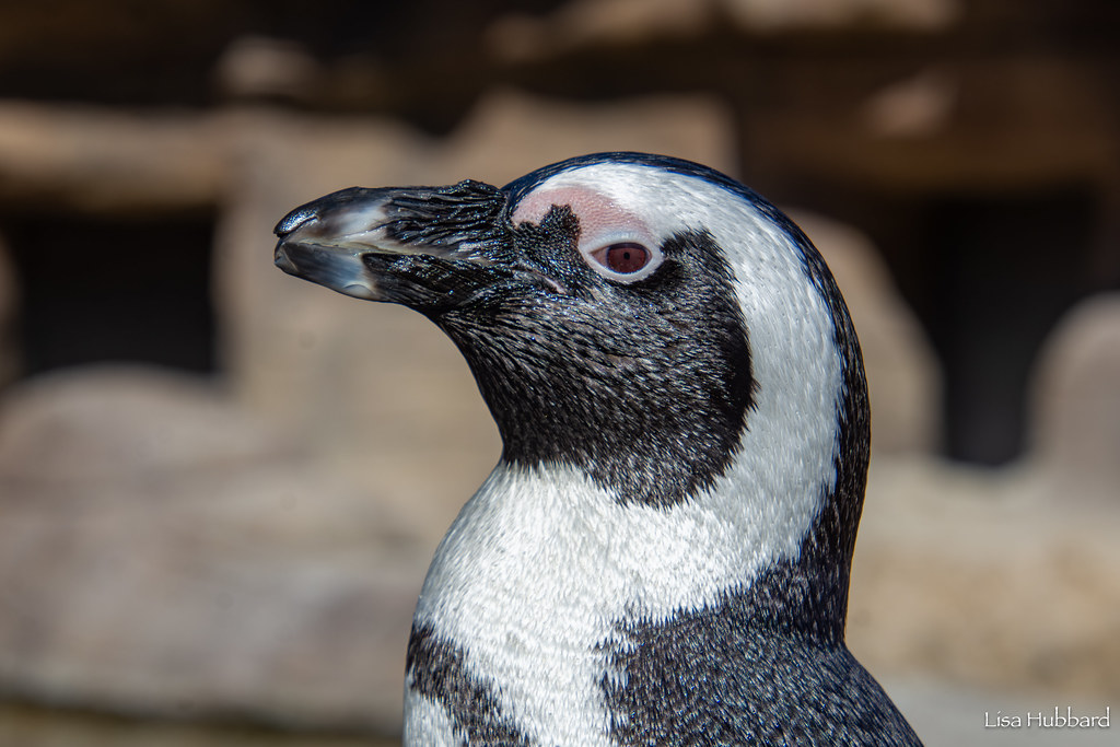 The Cincinnati Zoo & Botanical Garden supports the AZA SAFE