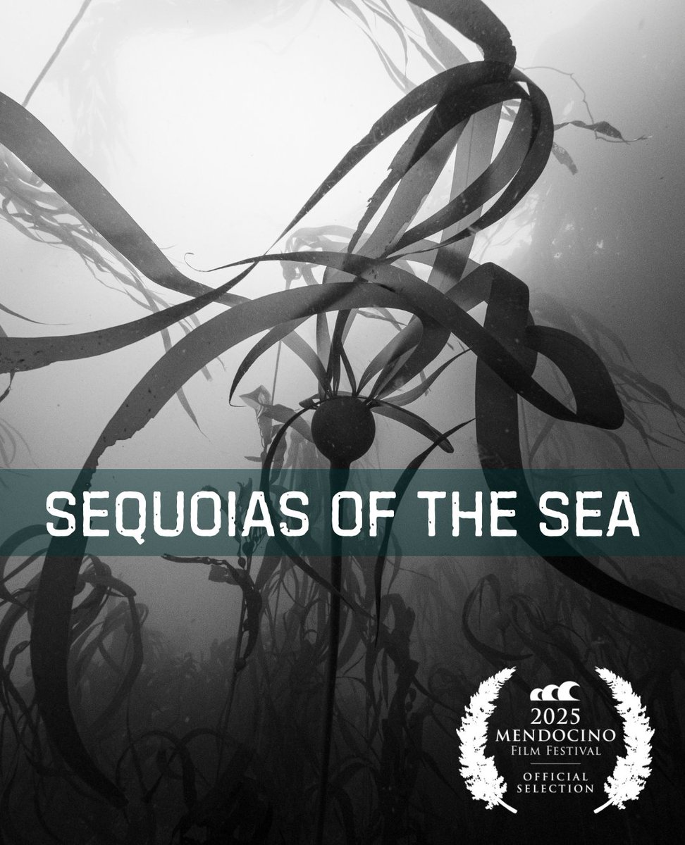 Did you miss Sequoias of the Sea at the International Ocean Film Festival last month?⁠
⁠
⁠We have another screening for you at the #mendocinofilmfestival this weekend! Buy tickets using the link below ⬇️

mendofilm.org/schedule
⁠
Image by: Brandon Huelga

#kelpforest #ocean