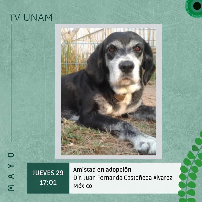 ⚠️HOY⚠️ 
No te pierdas la transmisión de los siguientes documentales por <a href="/tvunam/">TV UNAM</a>:

⏰16:30 hrs  (Hora Centro, México)   
📺20.1 TV abierta

 #ContraElSilencio #TodasLasVoces #CineDocumental #VideoIndependiente #TVUNAM