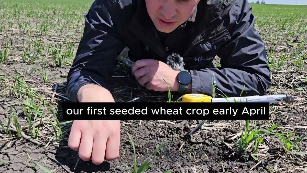 We're seeing split emergence in our wheat with 60-70% up early and the rest just coming now.  What does that mean for yield? Herbicide timing? FHB timing?
👉 Watch the full Pitura Seeds Farm Update: buff.ly/cywNVdc 
#CropUpdate #Agronomy #Wheat2025 #CropScouting