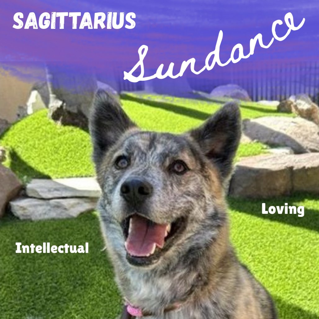 Our Thursday #POTW is  🎬 Sundance 🎞️
He is two years old, 45 lbs, and a Merle Shepherd mix. He walks well on a leash and makes a great hiking buddy. If you would like to adopt Sundance (LACA-A-15742), he is available at the @spcala Pet Adoption Center in Los Angeles at 1 pm.