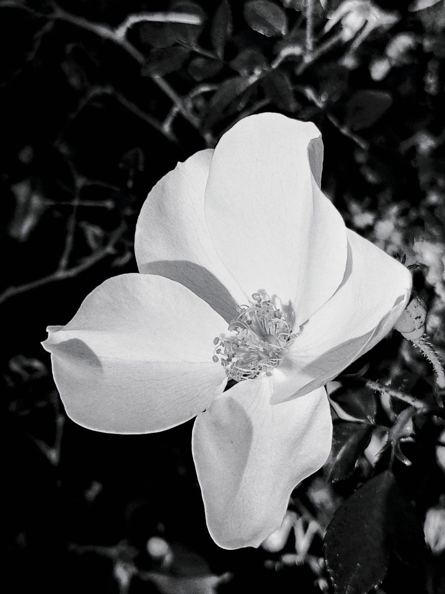 Helenablava's tweet image. La majestuosidad sublime aparece en lo sencillo.